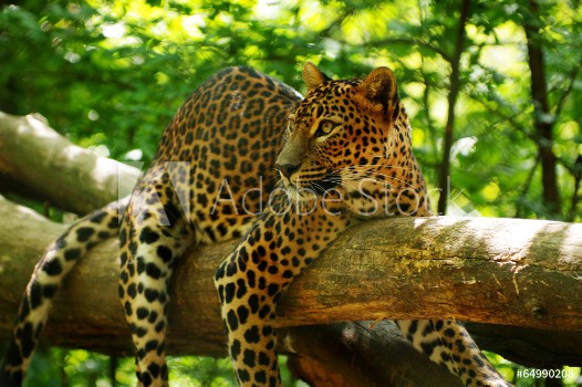 Bild på leopard 1